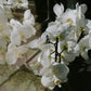 You are a Pure Magic , White jade orchid fragrance essential oil