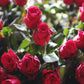 Rose is red, Love is You, Rose fragrance essential oil